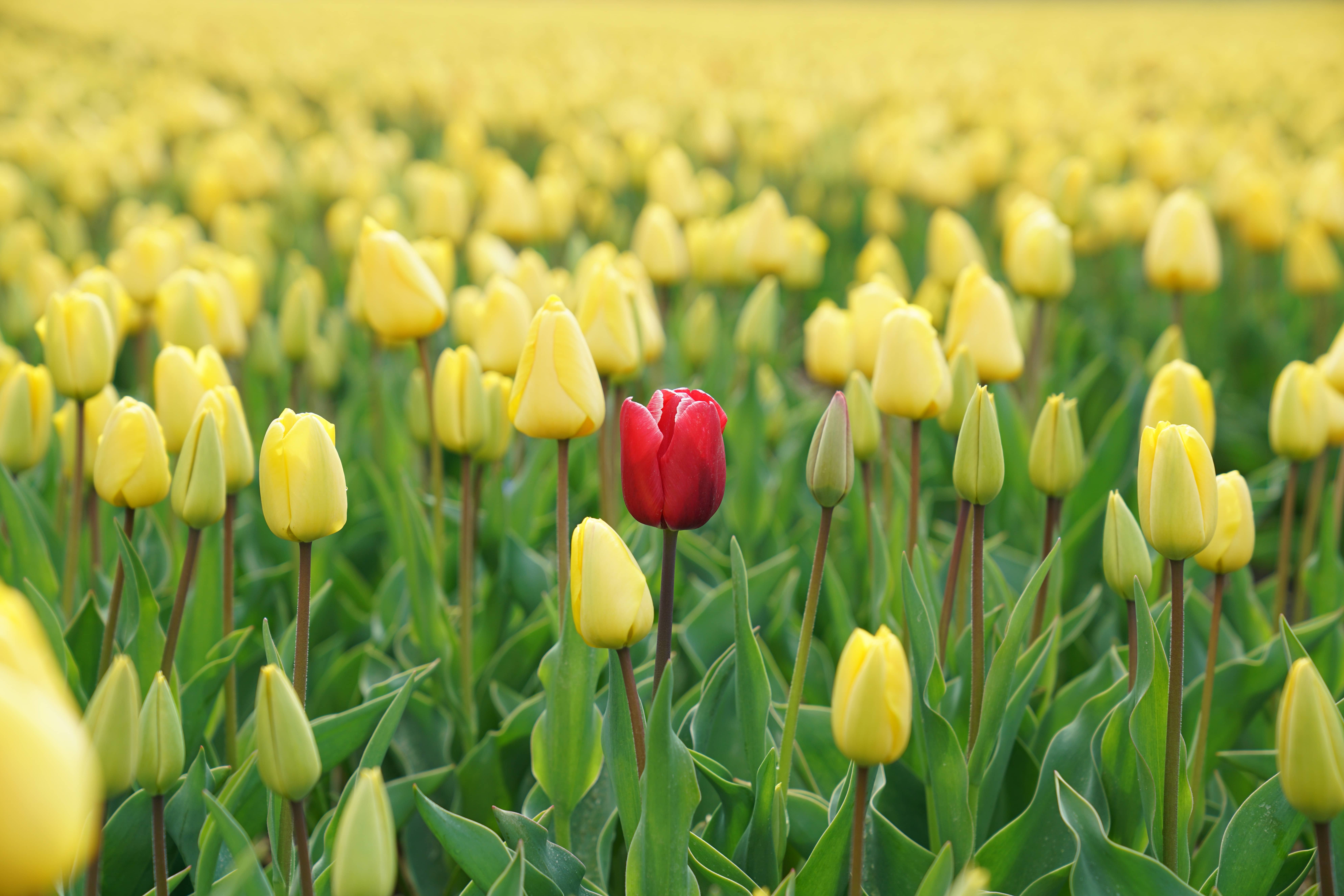 A field of yellow tulips with one red tulip in the center